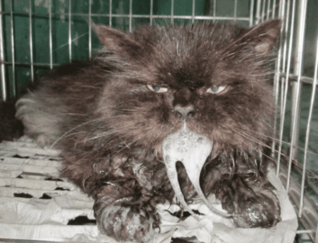 Bị chó mèo dại cắn bao lâu thì phát bệnh​?