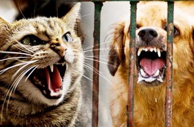 Bị chó mèo dại cắn bao lâu thì phát bệnh​?