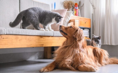 Quy định nuôi chó mèo trong chung cư căn cứ vào pháp luật và nội quy tòa nhà.