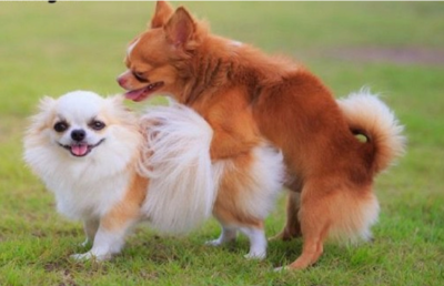 giao phối cận huyết ở chó mèo