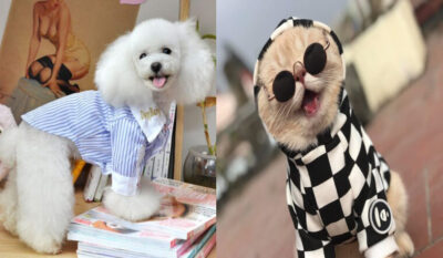 hướng dẫn may quần áo cho chó mèo