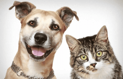 Khi chó mèo bị rối loạn tiêu hóa hoặc thay đổi chế độ ăn cần bổ sung men tiêu hóa.