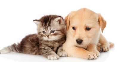 Trách nhiệm của chủ nuôi theo luật bảo vệ chó mèo (Luật chăn nuôi 2018)