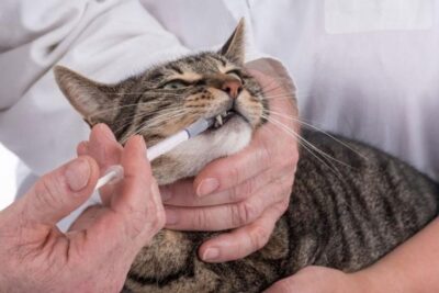 Men tiêu hóa giúp chó mèo tiêu hóa thức ăn tốt hơn.