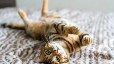 Ngày Quốc tế Chó Mèo giúp lan tỏa tình yêu và trách nhiệm với thú cưng.