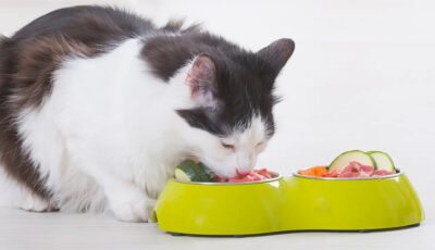 Dinh dưỡng đúng chuẩn giúp mèo khỏe mạnh và phòng tránh bệnh tật.