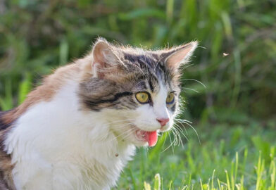 Giữ mèo mát, yên tĩnh và theo dõi sát khi mèo thở như chó.