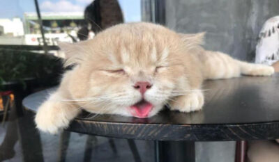 Mèo thở như chó là dấu hiệu thở bằng miệng và nhịp thở bất thường.