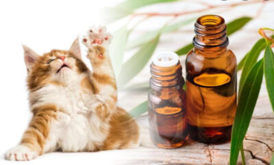 Mèo ghét mùi gì nhất?