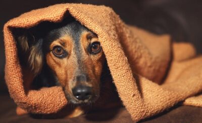 Chó ghét mùi gì?