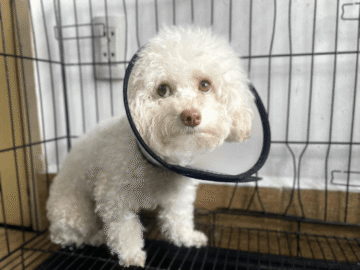 phương pháp truyền dịch cho chó mèo