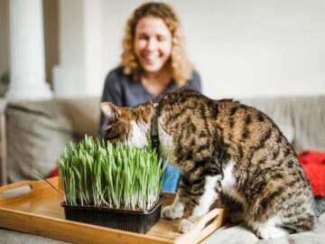 Lý do phổ biến nhất giải thích tại sao chó mèo ăn cỏ