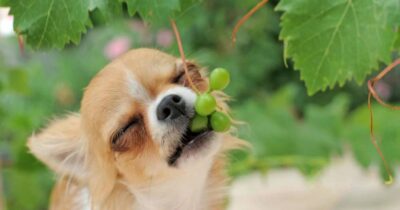 Chó ăn nho được không?