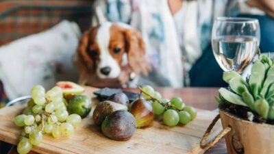 Chó lỡ ăn nho cần đưa đi thú y ngay.