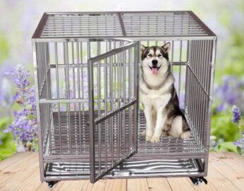 Cấm kỵ trong cách huấn luyện và tương tác tâm lý