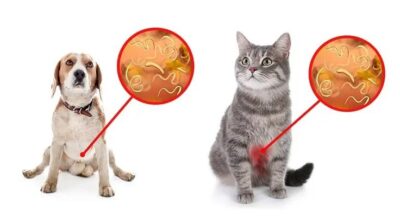 Các loại giun thường gặp ở chó con.