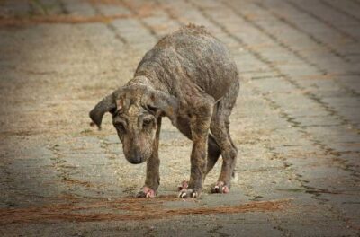 Chó bị bệnh đường ruột là gì?