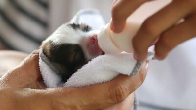 Chó con 1 tháng tuổi nên ăn sữa và thức ăn mềm.