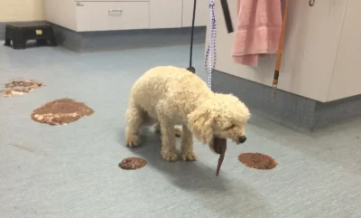 Các biểu hiện chó bị bệnh đường ruột​