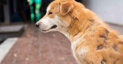 Trị ghẻ cho chó