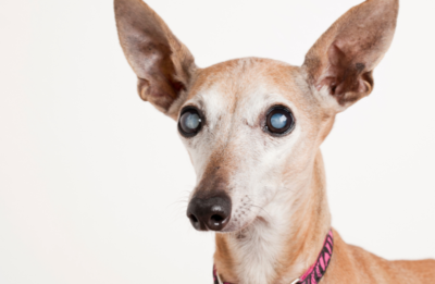 Bệnh đục thủy tinh thể ở chó.