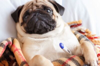 Chó bị viêm phổi thường ho, thở khó, mệt mỏi và bỏ ăn.