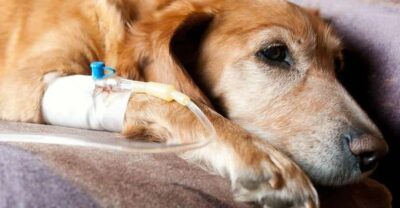 Khi chó bị tụt canxi, cần sơ cứu đúng cách và đưa đi thú y.