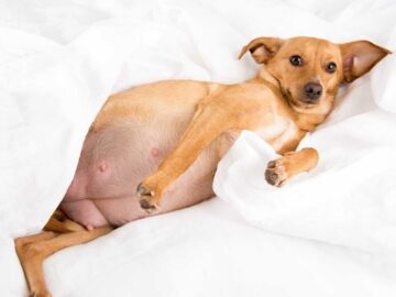 Chó bị viêm tử cung có nguy hiểm không?