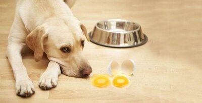 Chó bị tụt canxi thường do dinh dưỡng thiếu chất hoặc sau sinh.