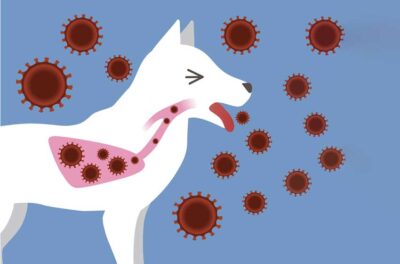 Chó bị viêm phổi thường do vi khuẩn, virus, ký sinh trùng hoặc môi trường ẩm lạnh.