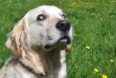 Nhận biết mắt chó bị đục qua đổi màu trắng, xanh, xám.