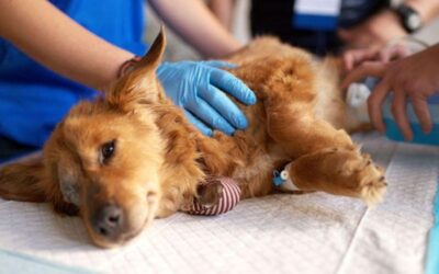 Chó bị viêm tử cung thường có dấu hiệu bỏ ăn, sốt và chảy dịch bất thường.