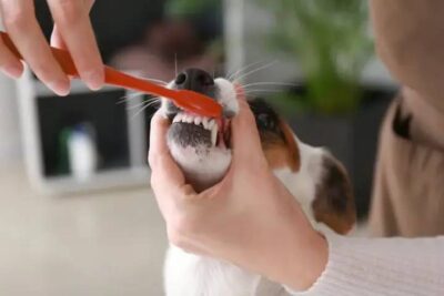 Phòng ngừa chó bị hôi miệng bằng vệ sinh răng miệng và chăm sóc đúng cách mỗi ngày.