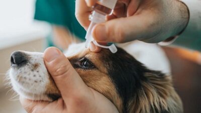 Cách chữa chó bị sưng mắt​ hiệu quả