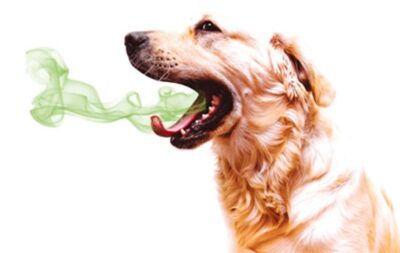 Chó bị hôi miệng có bình thường không? Cần phân biệt rõ để xử lý đúng cách.