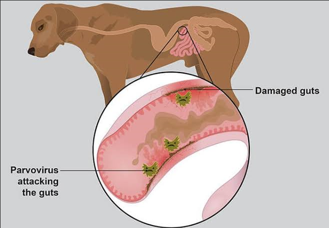 Chó mắc bệnh Parvovirus