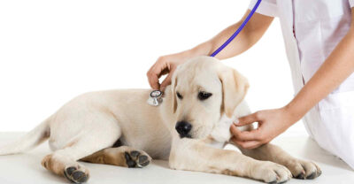 Phòng Care hiệu quả nhất là tiêm vaccine và giữ vệ sinh sạch sẽ.