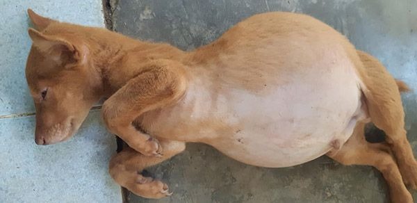 Chó bị chướng bụng đầy hơi
