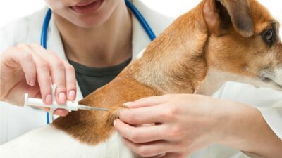 Cách chữa chó bị loét da an toàn, hiệu quả