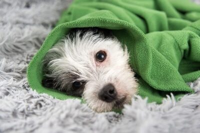 Một số cách chăm sóc giúp giảm tình trạng chó bị run an toàn tại nhà.