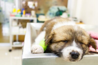 Cách điều trị chó bị đi kiết