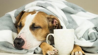 Chó bị Care là bệnh virus nguy hiểm, dễ lây và có thể gây tử vong cao.