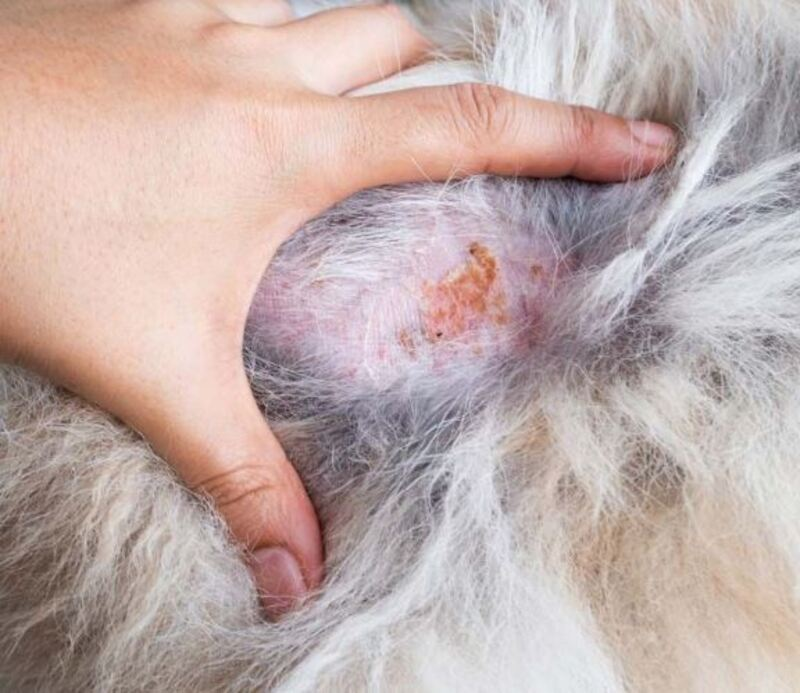 Nguyên nhân khiến chó bị lở loét da