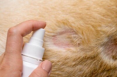Biện pháp phòng ngừa chó bị nổi mẩn đỏ ở bụng​